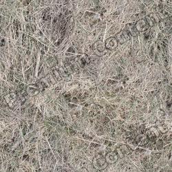 High Resolution Seamless Grass Texture